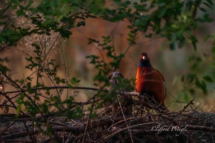 A male ring-necked pheasant in the Vernon area appears to look at the camera. 