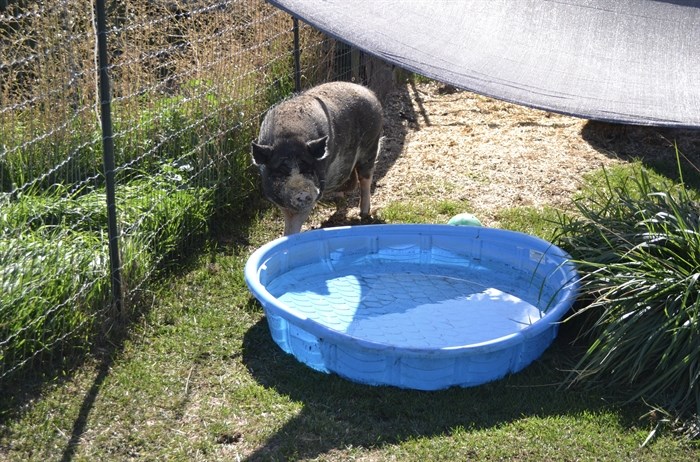 A pig next to its pool at the Star Piggly Wiggly Sanctuary. 