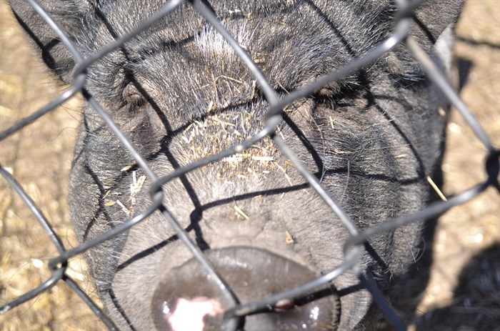 This pig was ready for its closeup at the Star Piggly Wiggly Sanctuary on Sept. 20, 2024. 