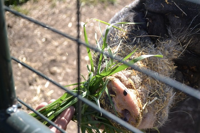 Affleck giving a pig a snack on a handful of grass on Sept. 20, 2024. 