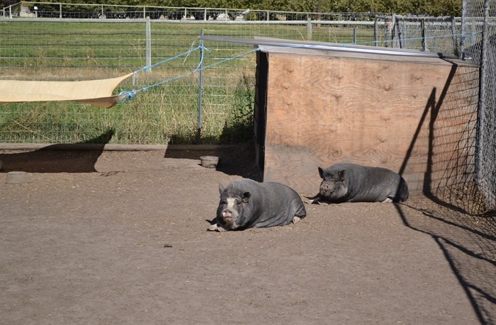 A pair of pigs sunbathing at the Star Piggly Wiggly Sanctuary on Sept. 20, 2024. 