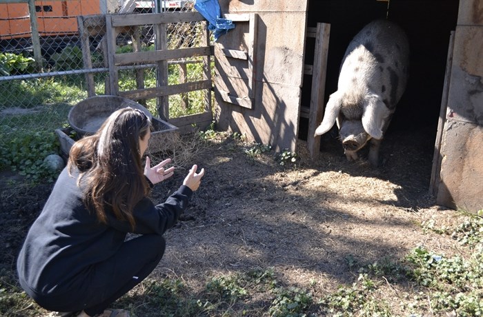 Affleck inviting Oscar the pig in for a hug on Sept. 20, 2024.