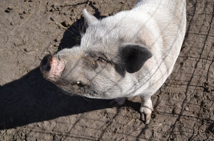 Wilbur the pig posing for the paparazzi on Sept. 20, 2024. 