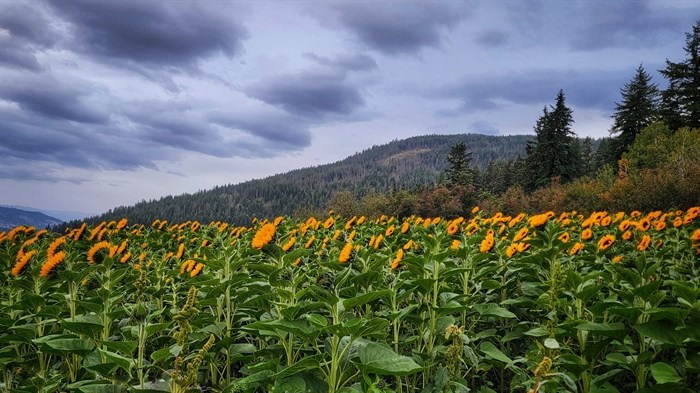 A field of sunflowers blooms at Bloom Sunflower Festival at 4289 Salmon River Road. 