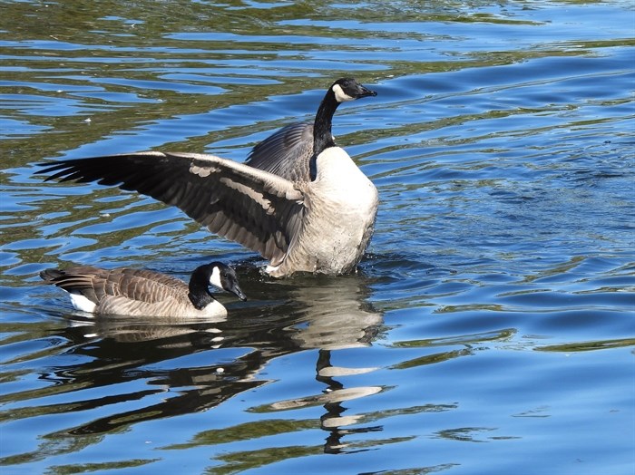 Canada Geese splash in Kelowna's Munson Pond. 