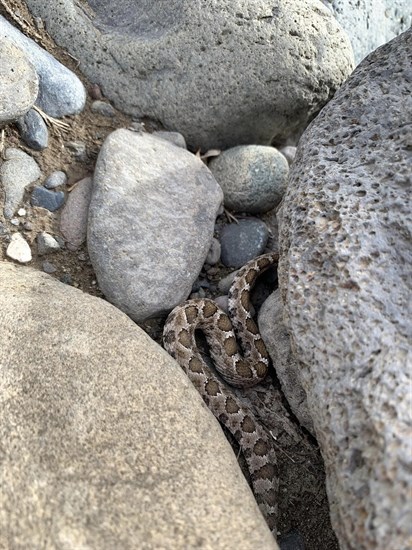 This rattlesnake was spotted near a creek in Tranquille Wetlands in Kamloops. 