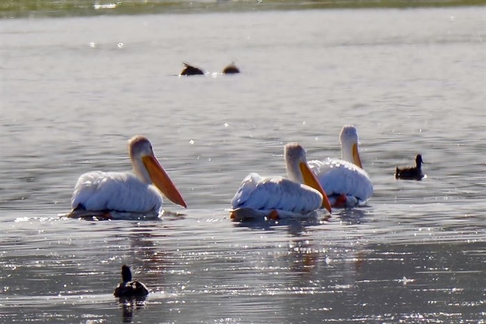 Pelicans paddle in the Autumn sunshine on Tranquille Pond in Kamloops. 