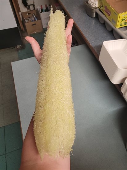 A Kamloops gardener grew sponge-like luffa gourds. 