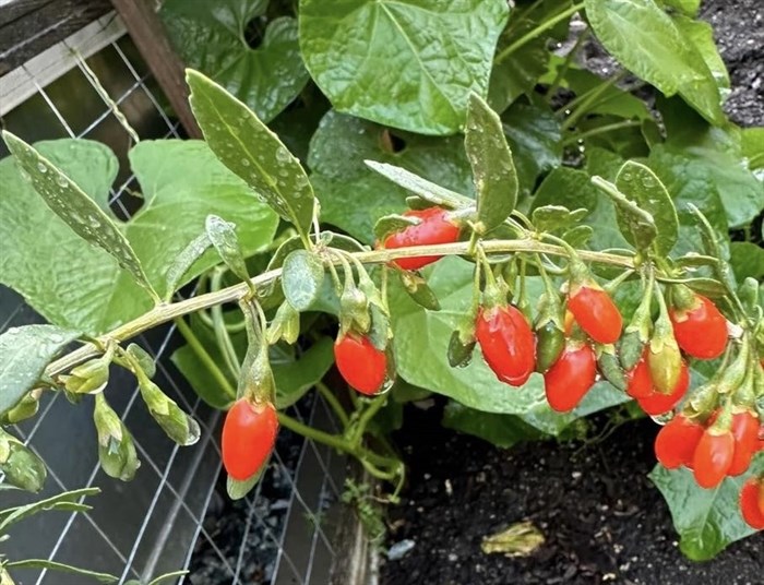 This healthy goji berry plant grows in a Penticton garden.