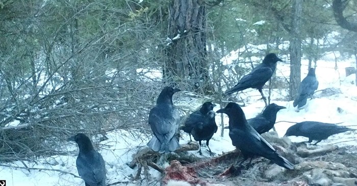 Birds eating the carrion left behind by cougars