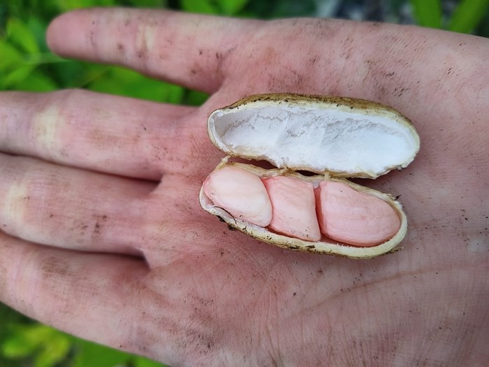 Kelowna gardener Kit Malinao holds peanuts she grew in her garden. 