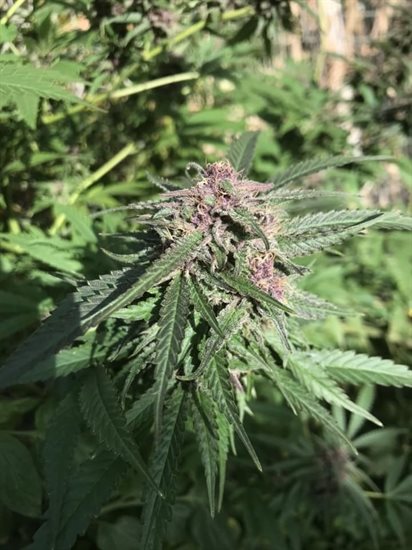 A cannabis plant growing in the Okanagan is almost ready to be harvested. 