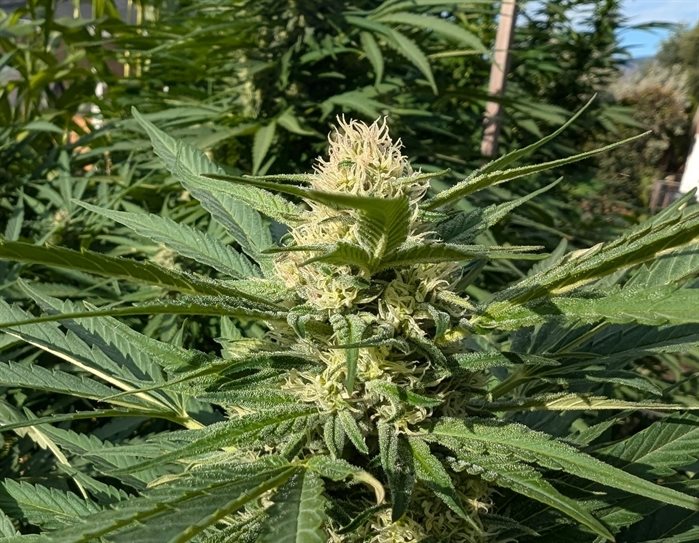 A healthy cannabis plant grows outdoors in Kelowna. 