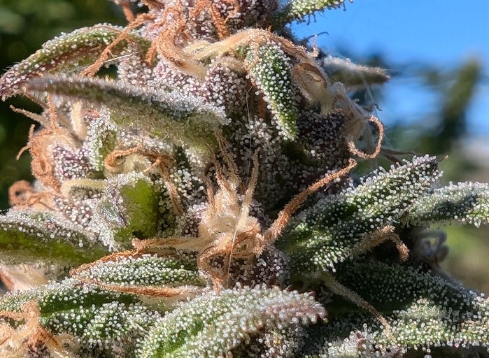 This cannabis plant growing on a Kelowna property is covered with trichomes. 