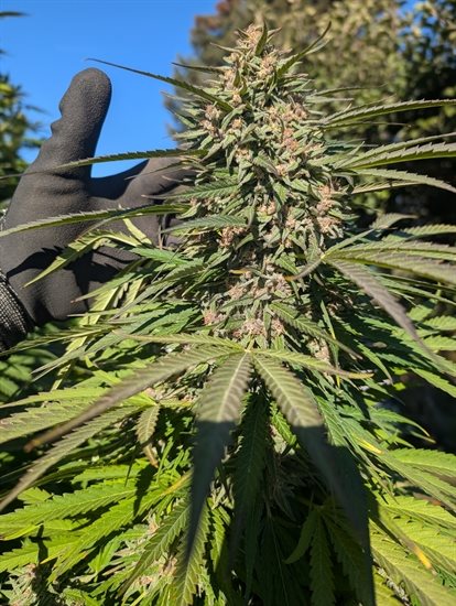 A cannabis plant growing on a Kelowna property is almost ready for harvest. 