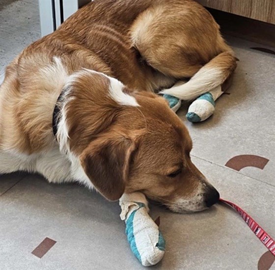 Sunny taking a nap with his paws wrapped up.