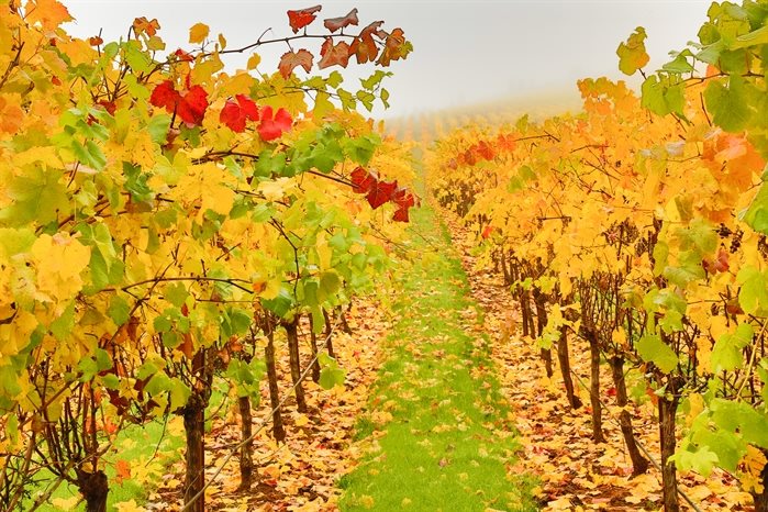 A vineyard showing beautiful fall colours 