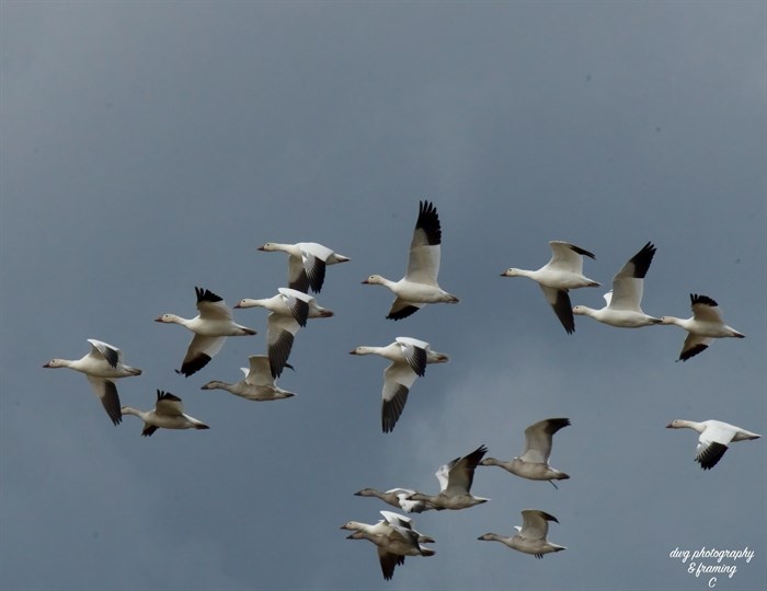 A flock of snow geese fly through Kamloops skies. 