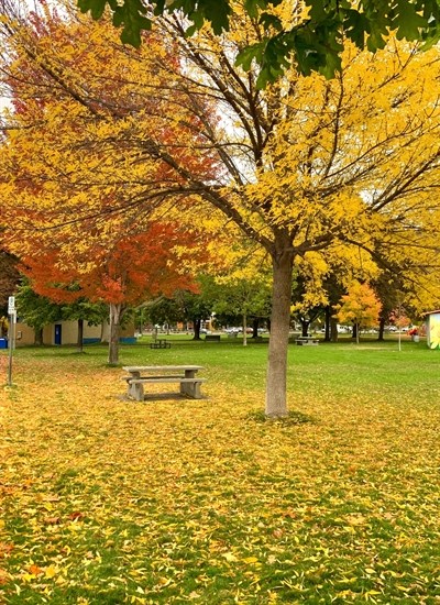 A park in Summerland glows with the vibrant colours of autumn leaves. 