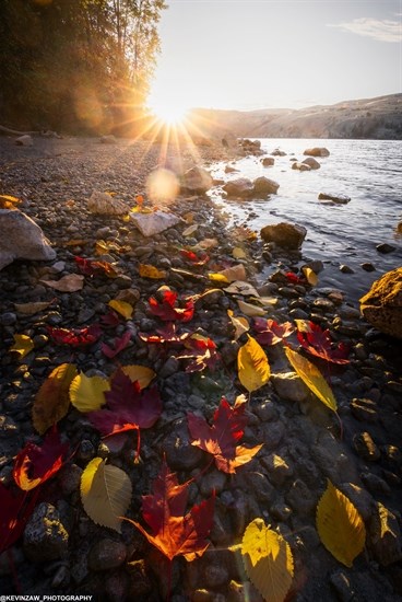 Fallen leaves on the shores of Kalamalka Lake in Vernon are lit up by the setting sun. 