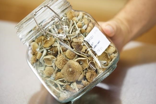 Psilocybin mushrooms that are ready for distribution are shown in Springfield, Ore., on Aug. 14, 2023. 