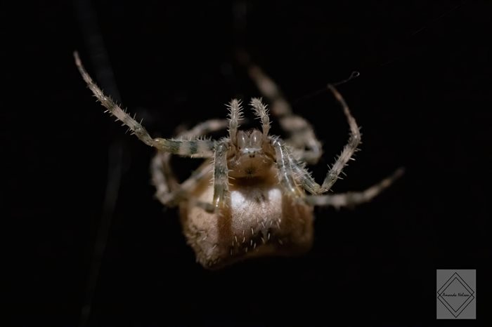 This popcorn spider was photographed in Clinton. 