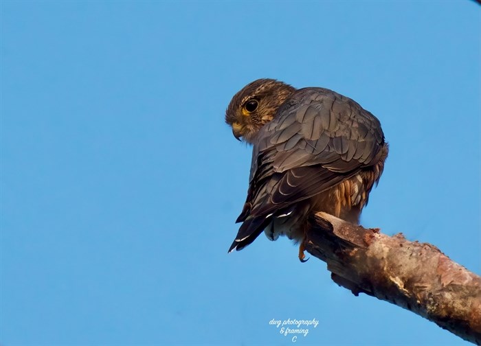 A merlin falcon perches near Kamloops in late summer. 