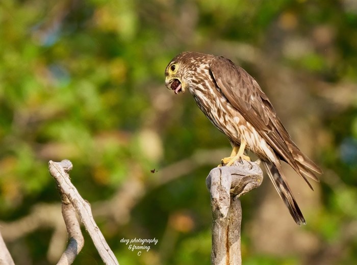 A merlin falcon has food in its mouth on a perch near Kamloops in the summer. 