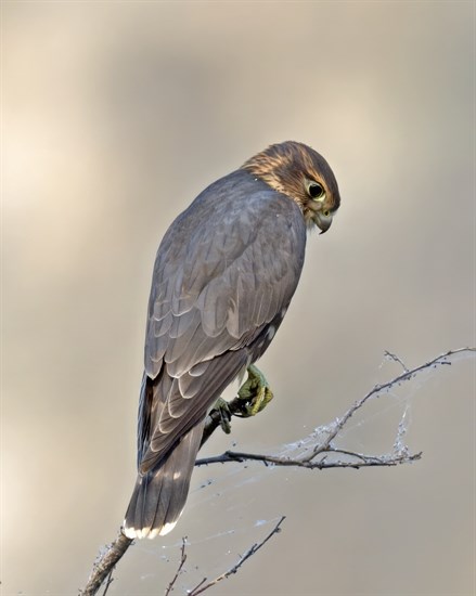 A merlin falcon perches on a branch in Okanagan Falls in July, 2024.