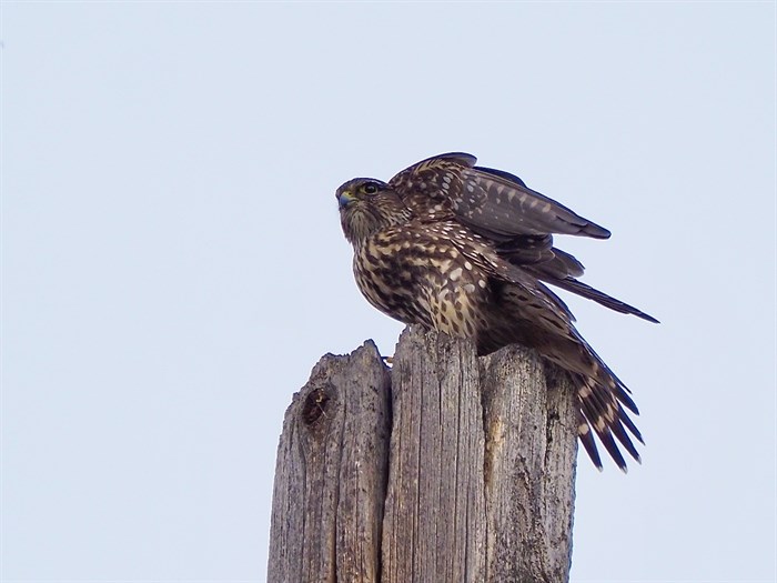 A merlin falcon was spotted in Keremeos in October, 2024.