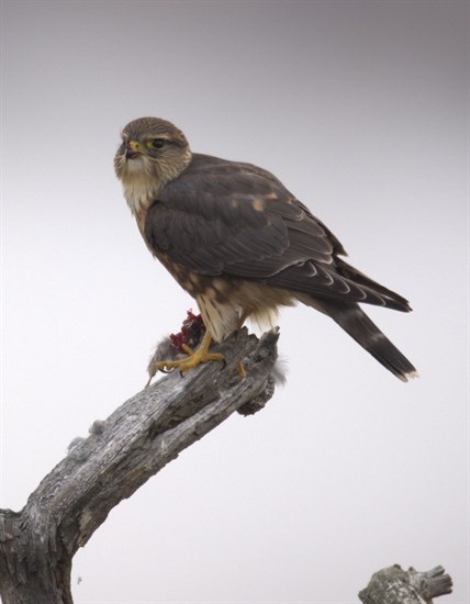 A merlin falcon snacks on its prey in Kamloops in the fall. 