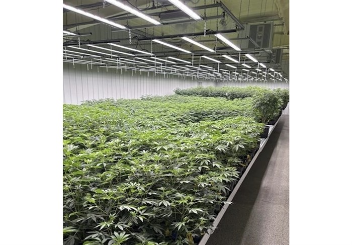 FILE - CRC, of Alabama, has 1,500 medical marijuana plants, shown here on July 23, 2024, growing at their Pike County, Alabama facility. 