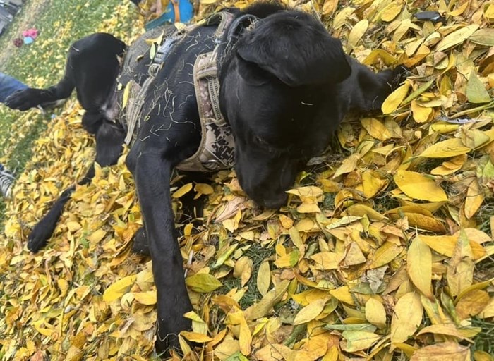 Kamloops dog Lucifer rolls in the autumn leaves. 