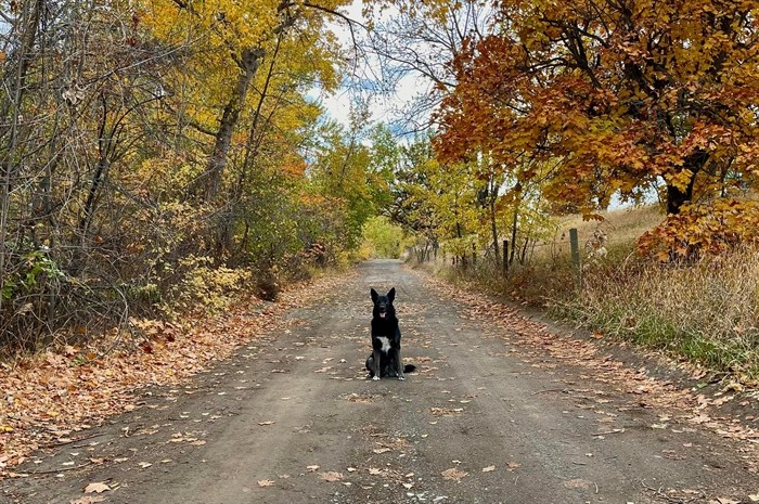 Kato the dog enjoys a walk in the fall in Kamloops. 