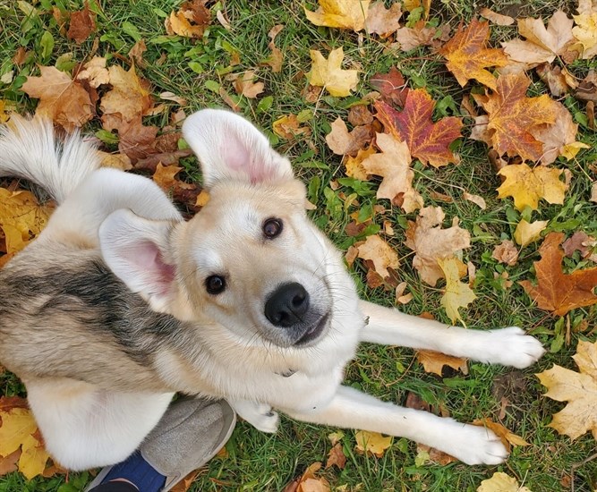 A dog in Kamloops named Ash loves playing in leaves. 