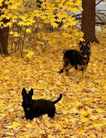 Raven and Milo play in fallen leaves at a park near Summerland. 