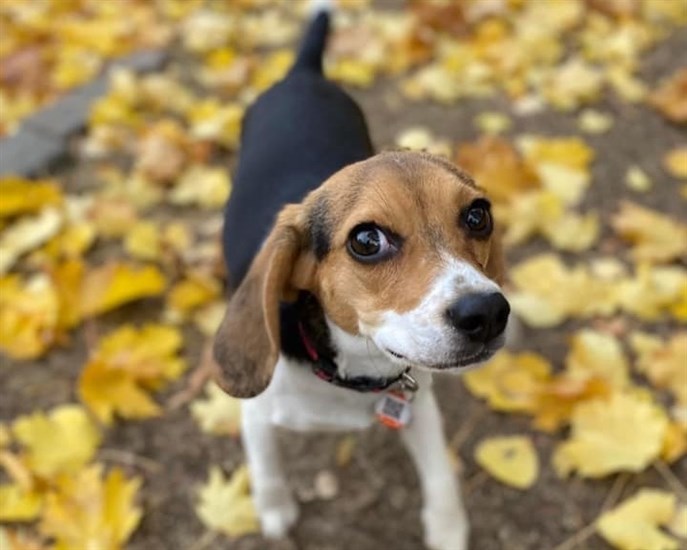 Ria is a cute little Kamloops pup who plays in fallen leaves. 