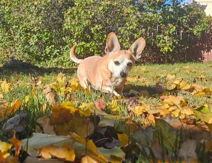 A senior dog named Stampy prances through fallen leaves in Kamloops. 