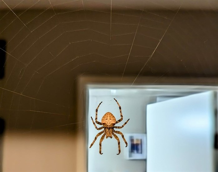 A popcorn spider hangs in the doorframe in a house in Kamloops. 