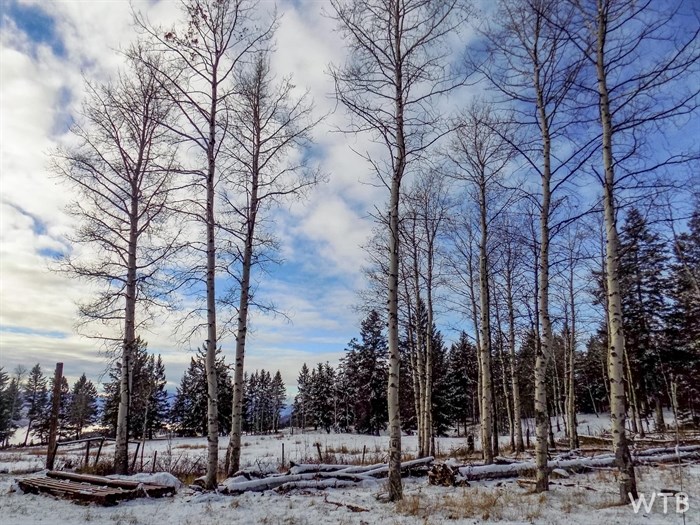 Deciduous and conifer trees between Kamloops and Merritt are pictured with a dust of snow.