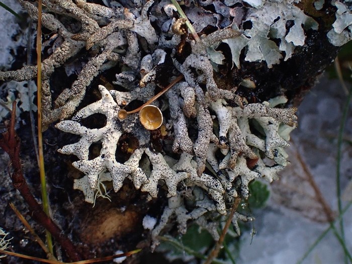 This frost covered lichen was photographed in the Kamloops area.