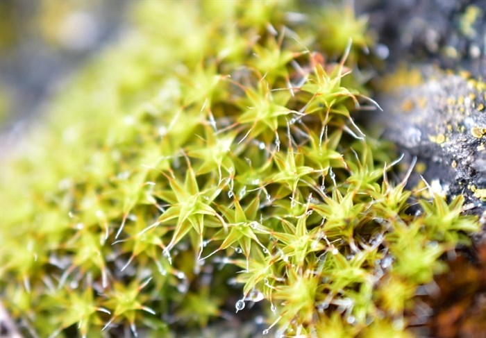 This lichen in the Shuswap is called tortula ruralis. 