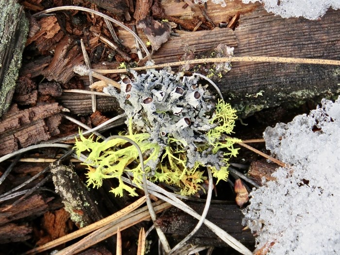 Brown-eyed wolf lichen grows in the south Okanagan. 