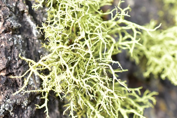 Wolf lichen grows in the Shuswap.