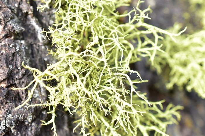 Wolf lichen grows in the Shuswap. 