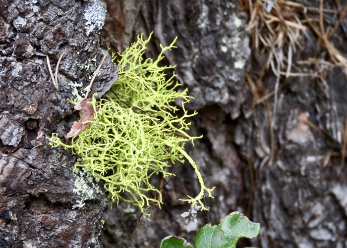 Wolf lichen is commonly found growing in the south Okanagan. 