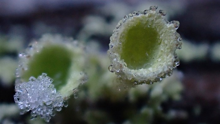 This frosty lichen was photographed in the Kamloops area.
