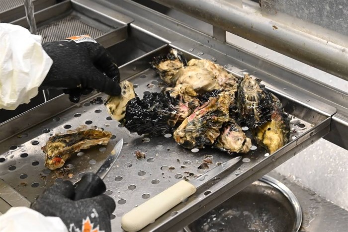 Oysters are being prepared for testing at the CFIA lab.