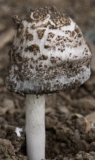 A shaggy mane in Logan Lake has pushed out of packed dirt. 