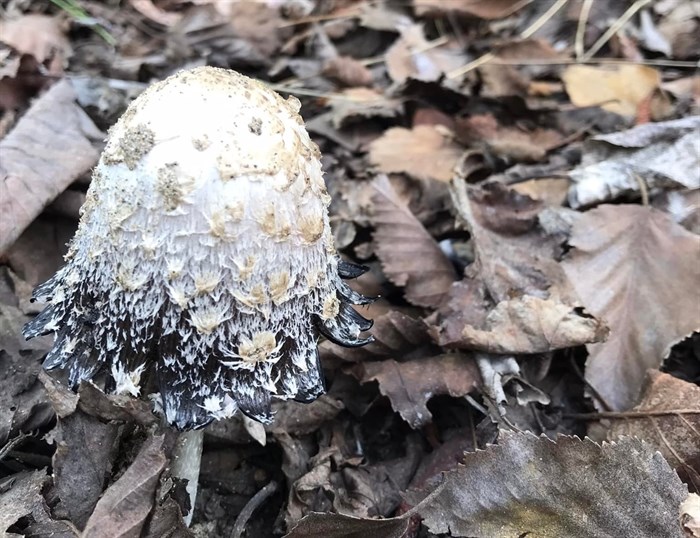 A shaggy mane mushroom growing in the Okanagan is starting to turn black. 